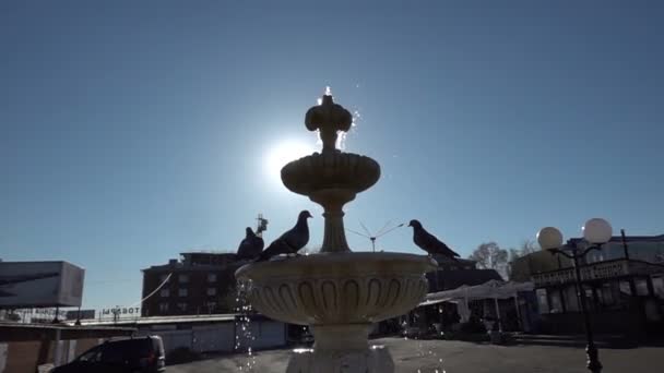 Птицы купаются в фонтане, замедленная съемка — стоковое видео
