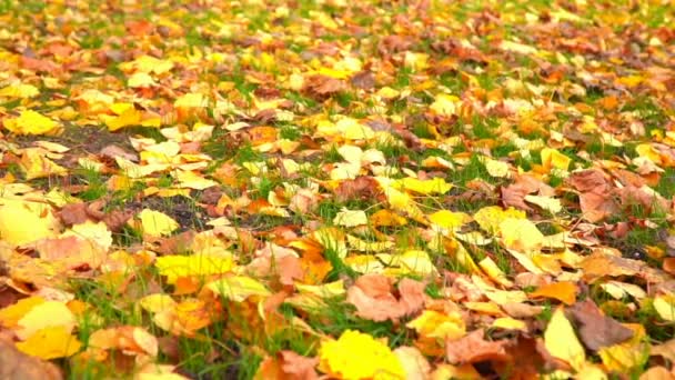 Stadsparken på hösten, solljus, höstfärger i staden — Stockvideo