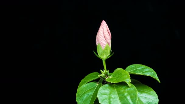 Timelapse da flor de hibisco florescendo em um fundo preto — Vídeo de Stock