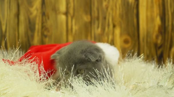 Pequeno gatinho cinza escocês brincando com decorações de Natal — Vídeo de Stock