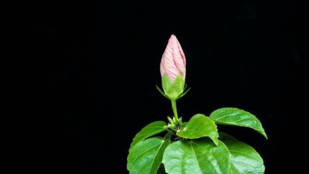 Timelapse av hibiskusblomsten som blomstrer på svart bakgrunn – stockvideo