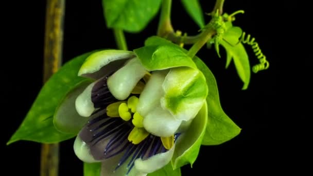 Virágzó golgotavirág bimbók Alpha matt, teljes Hd. Passiflora caerulea Időkiesés — Stock videók