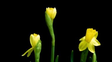 Sarı narsisli çiçeklerin zaman aşımı. Sarı Bahar Nergis Zaman Süreleri. Sarı nergisler Çiçek açan zaman atlaması. Çiçek açan narsisli zaman atlaması