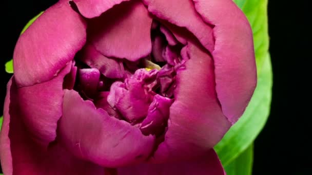 Beautiful pink peony background. Blooming peony flower outdoor, time lapse, closeup. Macro — Stock Video