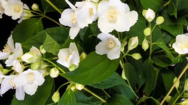 Fehér jázmin virágok virágzó fekete háttér idő megszűnik — Stock videók