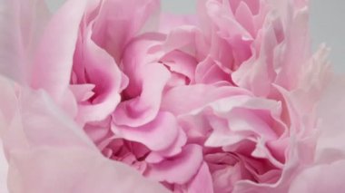 Güzel pembe şakayık arkaplan. Açık havada çiçek açan şakayık çiçekleri, zaman aşımı, yakın çekim. Makro