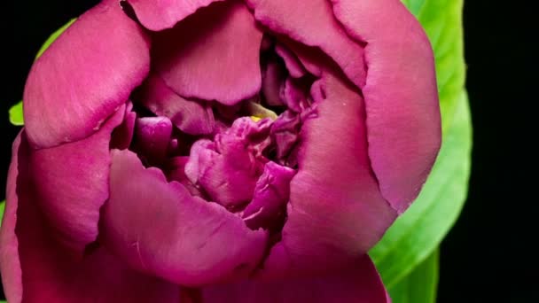 Розовый пионный фон. Цветущий пионский цветок под открытым небом, время истекло, крупный план. Макро — стоковое видео