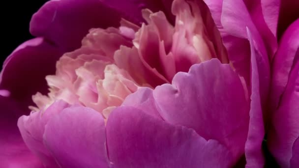 Gyönyörű rózsaszín bazsarózsa háttér. Virágzó bazsarózsa virág a szabadban, időeltolódás, közelkép. Makró — Stock videók