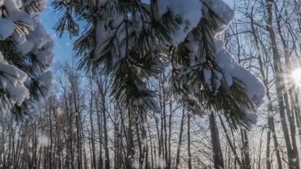 Sanfter Schneefall im winterlich verschneiten Wald, abendliche Winterlandschaft, Fichtenzweig im Schnee — Stockvideo