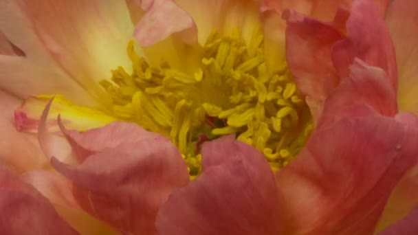 Mooie roze pioenachtige achtergrond. Bloeiende pioenbloem buiten, tijdsverloop, close-up. Blauwe wijting — Stockvideo