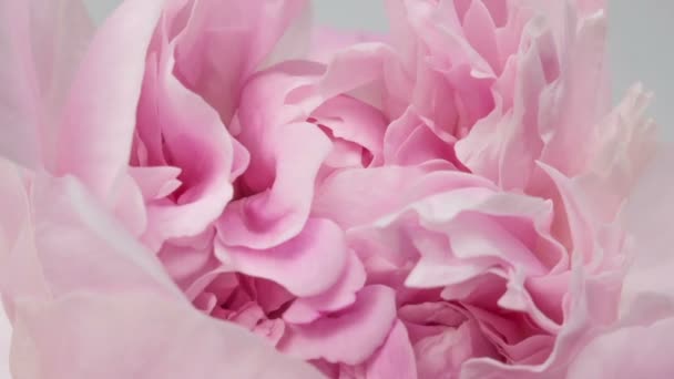 Розовый пионный фон. Цветущий пионский цветок под открытым небом, время истекло, крупный план. Макро — стоковое видео