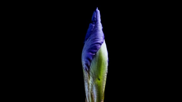 Tiempo-lapso de cultivo de la flor de iris azul. macro — Vídeo de stock