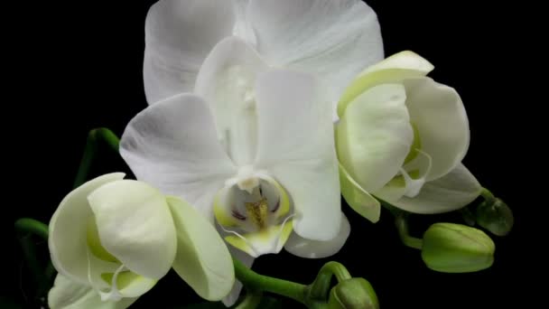 Lasso di tempo di apertura dell'orchidea 4K su sfondo nero, macro — Video Stock