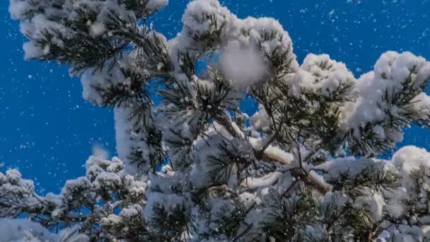 Nieve suave en el bosque nevado de invierno, paisaje nocturno de invierno, rama de abeto en la nieve — Vídeo de stock