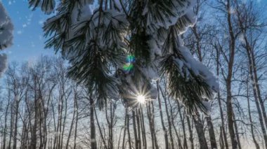 Kış karlı ormanlarda hafif kar yağışı, akşam kış manzarası, kar altında ladin dalları.