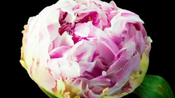 Piękne różowe tło piwonii. Kwitnący kwiat piwonii na świeżym powietrzu, upływ czasu, zbliżenie. Makro — Wideo stockowe