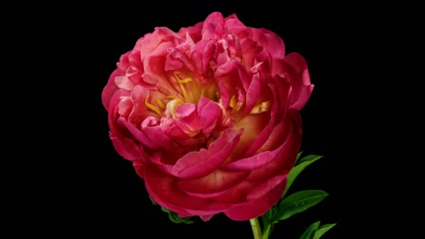 Hermoso fondo de peonía rosa. Flor de peonía floreciente al aire libre, lapso de tiempo, primer plano. Macro — Vídeo de stock