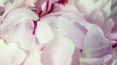 Güzel pembe şakayık arkaplan. Çiçek açan şakayık çiçekleri, zaman aşımı, yakın çekim. Düğün arkaplanı, Sevgililer Günü konsepti. 4K UHD video zaman dilimi