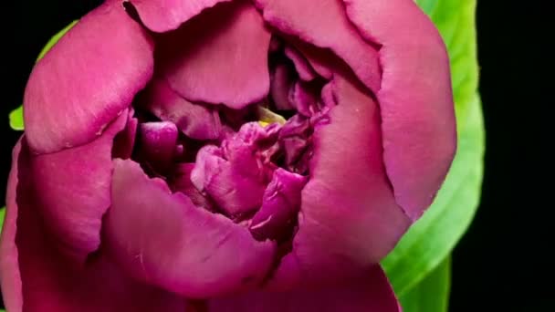 Mooie roze pioenachtige achtergrond. Bloeiende pioenbloem buiten, tijdsverloop, close-up. Blauwe wijting — Stockvideo