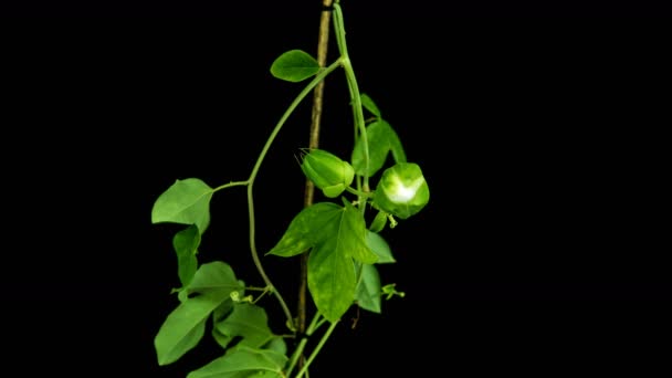 Blühende Passionsblume Knospen alpha matt, voll hd. Passiflora caerulea im Zeitraffer — Stockvideo