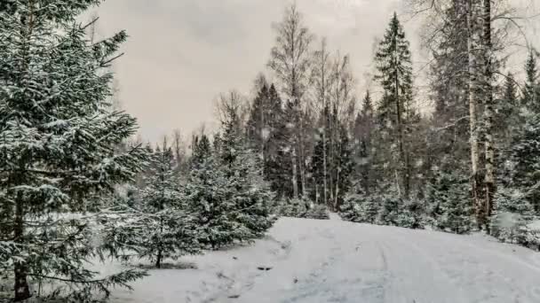 Снігопад в лісі, красивий зимовий пейзаж, відео петля — стокове відео