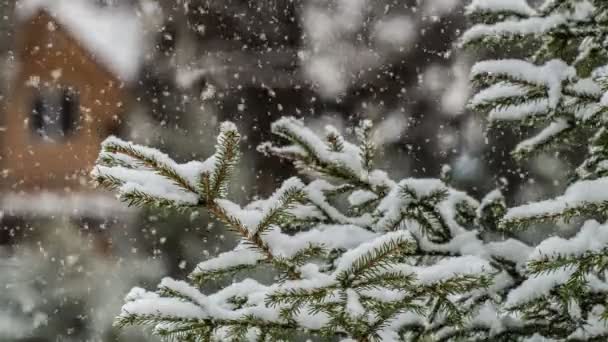 Снігопад в лісі, красивий зимовий пейзаж, відео петля — стокове відео