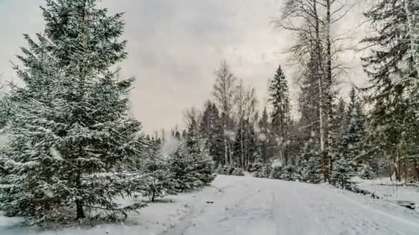 Neige dans la forêt, beau paysage d'hiver, boucle vidéo — Video