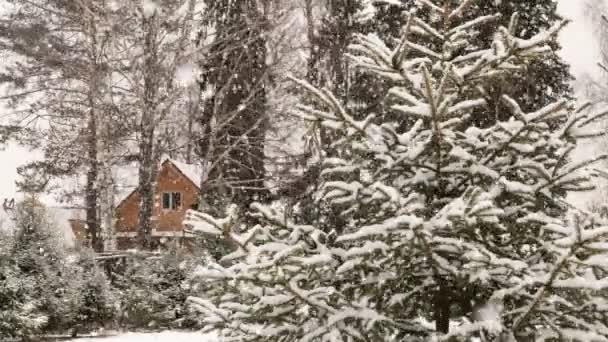 Nevadas en el bosque, hermoso paisaje de invierno, video bucle — Vídeos de Stock