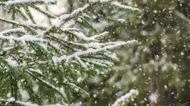 Sníh v lese, krásná zimní krajina, video smyčka — Stock video