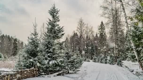 Hóesés az erdőben, gyönyörű téli táj, videó hurok — Stock videók