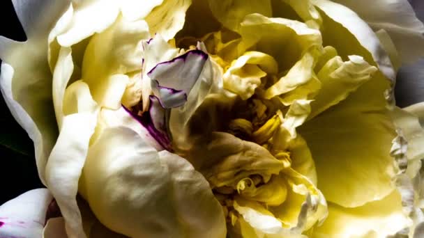 Agapanthus es comúnmente conocido como el lirio del Nilo, lapso de tiempo de la flor en flor sobre un fondo negro . — Vídeo de stock