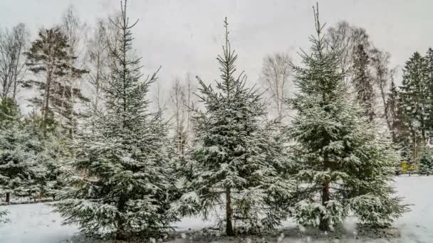 Hóesés az erdőben, gyönyörű téli táj, videó hurok — Stock videók