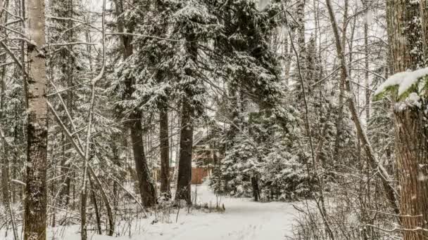 Opady śniegu w lesie, piękny zimowy krajobraz, pętla wideo — Wideo stockowe