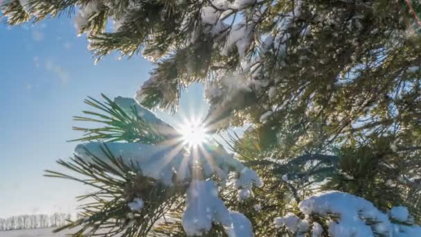 Mjukt snöfall på vintern snöig skog, kväll vinter landskap, gran gren i snön — Stockvideo