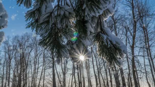 Мягкий снегопад в зимнем снежном лесу, вечерний зимний пейзаж, еловая ветвь в снегу — стоковое видео