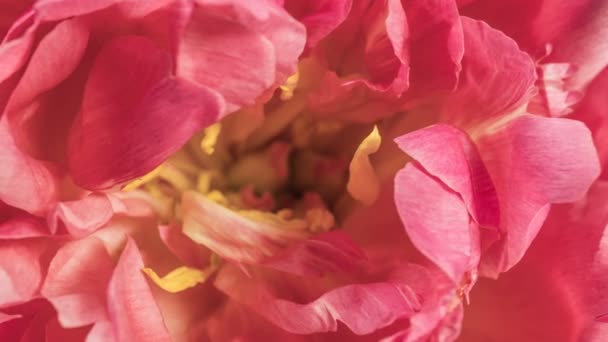 Mooie roze pioenachtige achtergrond. Bloeiende pioenbloem buiten, tijdsverloop, close-up. Blauwe wijting — Stockvideo