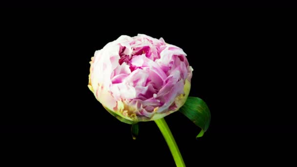 Timelapse de flor de peonía rosa floreciendo sobre fondo negro — Vídeos de Stock