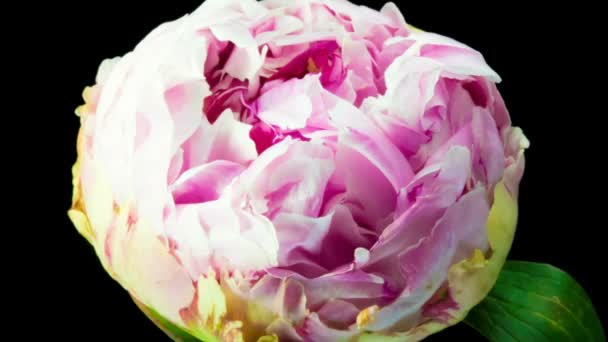 Beautiful pink peony background. Blooming peony flower outdoor, time lapse, closeup. Macro — Stock Video