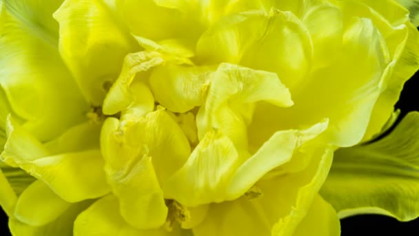 Tulipanes. Timelapse of bright pink striped colorful tulipanes flower blooming Ramo de tulipanes time lapse de flores primaverales que se abren, de cerca. Ramo de vacaciones. macro — Vídeo de stock