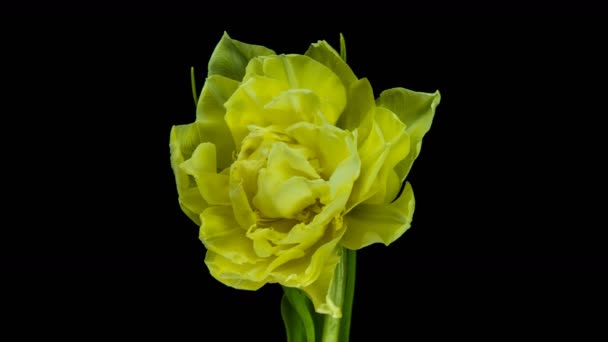 Тюльпани. Timelapse яскраво-рожевих смугастих барвистих тюльпанів цвітуть у Time lapse тюльпан купа весняних квітів, які відкриваються, зблизька. Букет святкового дня. макро — стокове відео