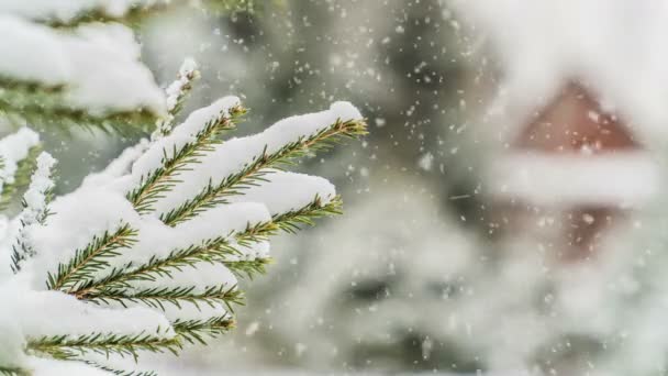 Queda de neve na floresta, bela paisagem de inverno, vídeo loop — Vídeo de Stock