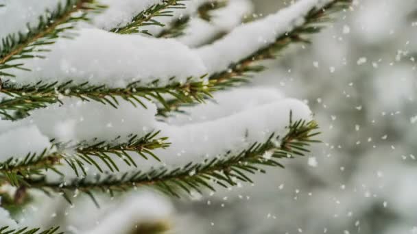 Queda de neve na floresta, bela paisagem de inverno, vídeo loop, canal alfa — Vídeo de Stock