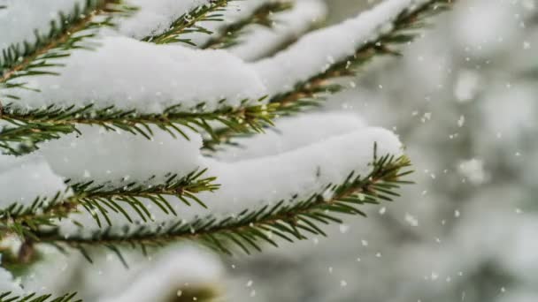 Sneeuwval in het bos, prachtig winterlandschap, videoloop — Stockvideo