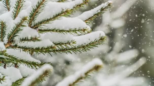 Queda de neve na floresta, bela paisagem de inverno, vídeo loop — Vídeo de Stock