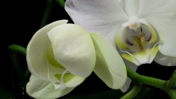 Time-lapse d'ouverture orchidée 4K sur fond noir, macro 