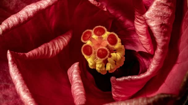 गुलाबी हिबिस्कस फूल का मैक्रो टाइमलेप्स वीडियो फूल फूल 4K — स्टॉक वीडियो