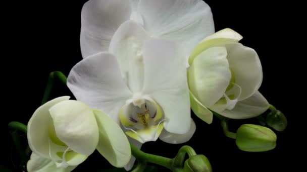 Az orchidea nyitásának ideje 4k fekete alapon, makró — Stock videók