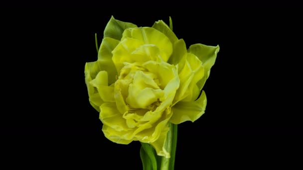 Tulipany. Timelapse jasnoróżowe paski kolorowe tulipany kwiat kwitnący Czas lapse tulipan pęczek wiosennych kwiatów otwarcie, zbliżenie. Świąteczny bukiet. makro — Wideo stockowe