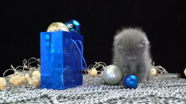 Schotse vouw kitten speelt met kerst decoraties — Stockvideo