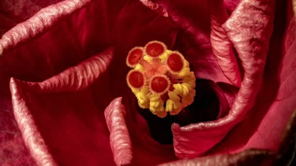 Макрохронометражное видео цветения розового гибискуса в 4K — стоковое видео